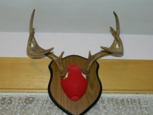 My 2010 Buck