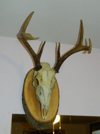 My 2011 Buck