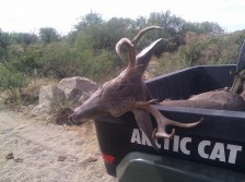 My Az Coues deer from 2011