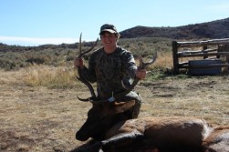 My elk in Colorado 2009