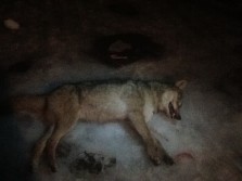 My first coyote ever