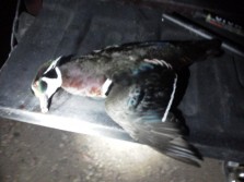 My first wood duck