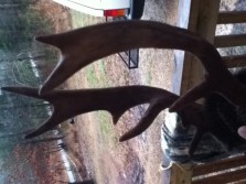 My freak buck from this year