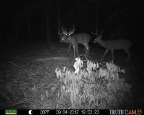 My kind of trail camera pic!