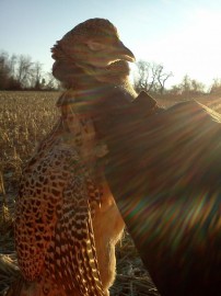Second Pheasant+Story