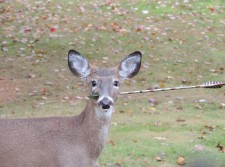 New Jersey residents on alert for deer with an arrow through its head