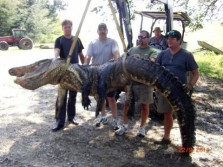 New Mississippi State Record Alligator