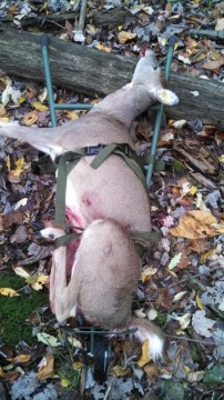 Nice doe from PA State Gamelands, Rack Packer works awesome!