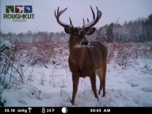 Nice Maine Buck