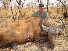 Norther Gaura Buffalo Hunting
