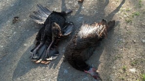 NY Turkey hunt