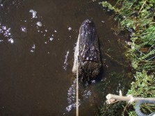 old alligator hunt