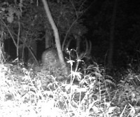 old trail cam pic.