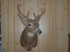 pa deer head mount