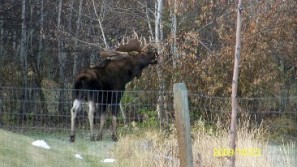 Pet Moose