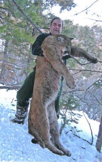 Record Mountain Lion