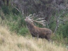Red Stag Giving A Roar!!
