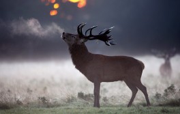 Red stag hunt