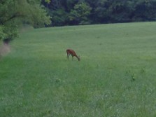 small doe while scouting