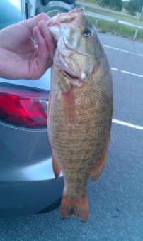 Smallmouth Bass out of the lake today