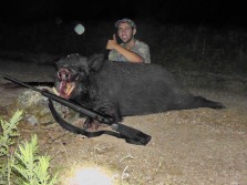 South Texas hog
