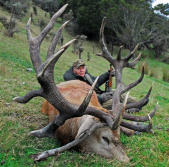 Take a Look at this Huge Red Stag