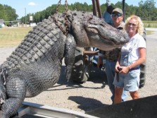 The Heaviest Alligator Yet