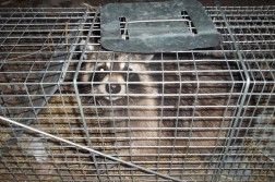 trapped coon