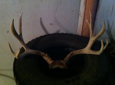 what do you guess this mule deer scores?