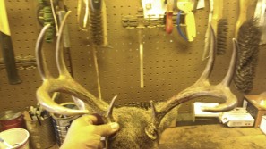 Whitetail