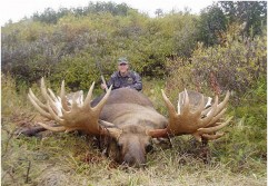 World record moose