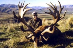 World record stag.