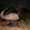 Witkop Safaris