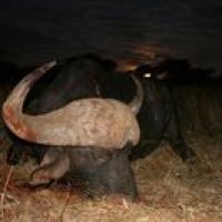 Witkop Safaris